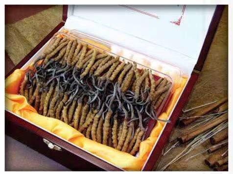 砀山冬虫夏草回收